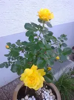 Foto0142_die Rosa Allgold.webp