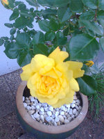 Foto0143_die Rosa Allgold.webp