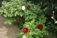 DSC05065.webp