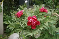 DSC05066.webp