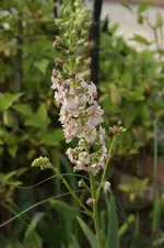DSC05068.webp