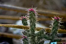 Botanische Erlangen  (48 von 215).webp