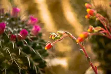 Botanische Erlangen  (102 von 215).webp