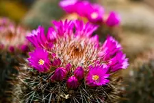 Botanische Erlangen 550D (30 von 77).webp