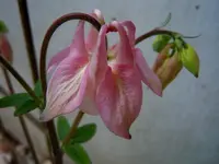 Akelei110.webp