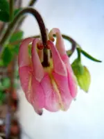 Akelei114.webp