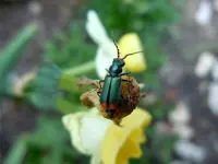 162.webp