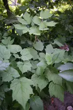 Zaun1.webp