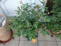 CIMG1108.webp