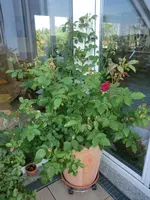 CIMG1111.webp