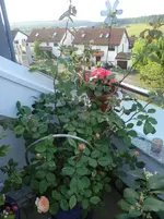 CIMG1112.webp