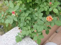 2011 05 07 020.webp