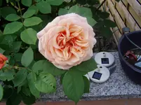 2011 05 07 021.webp