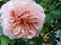 2011 05 07 022.webp