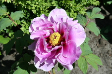IMG_2801 - Kopie.webp