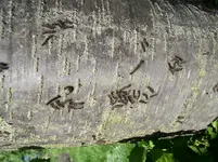Raupen 1 P5010006.webp