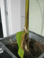 bananee.webp