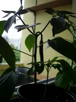 N 073.webp
