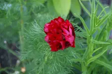 teunifolia'Rubra plena'.webp