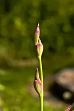 Botanische Erlangen  (193 von 215).webp