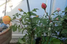 CIMG1133.webp