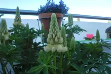 CIMG1135.webp