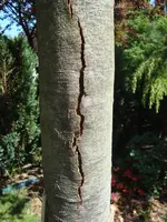 Baum_Rinde_Forum.webp