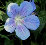 DSC01382 - 2011-05-08 -  storchschnabel blau.webp