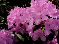 DSC01383 - 2011-05-08 - rhodi rosa.webp