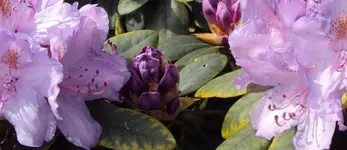 DSC01385 - 2011-05-08- rhodi lila.webp