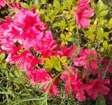 DSC01386 - 2011-05-08 - azalee.webp