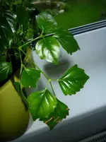 P1030540.webp