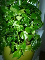 P1030541.webp