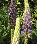 DSC01388 - 2011-05-08 - lupine.webp