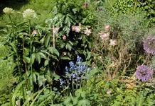 DSC01390 - 2011-05-08 - staudenbeet2.webp