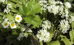 DSC01394 - 2011-05-08 - erdbeeren bärlauch.webp