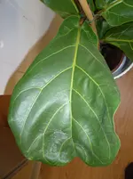 P1030549.webp