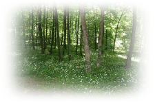 Bärlauch blüht.webp
