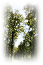 Waldweg.webp