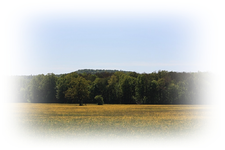 Wiese (3).webp