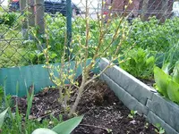 DSCF5347.webp