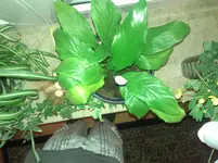 WP_000427.webp