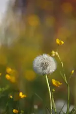 Pusteblume.webp