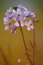blume3.webp