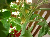 Nonna1_08052011.webp