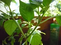 Snackpaprika_08052011.webp