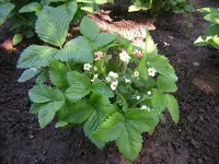 erdbeere2.webp