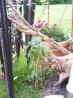 100_5202.webp