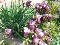 CIMG6144.webp
