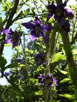 bilder 005.webp